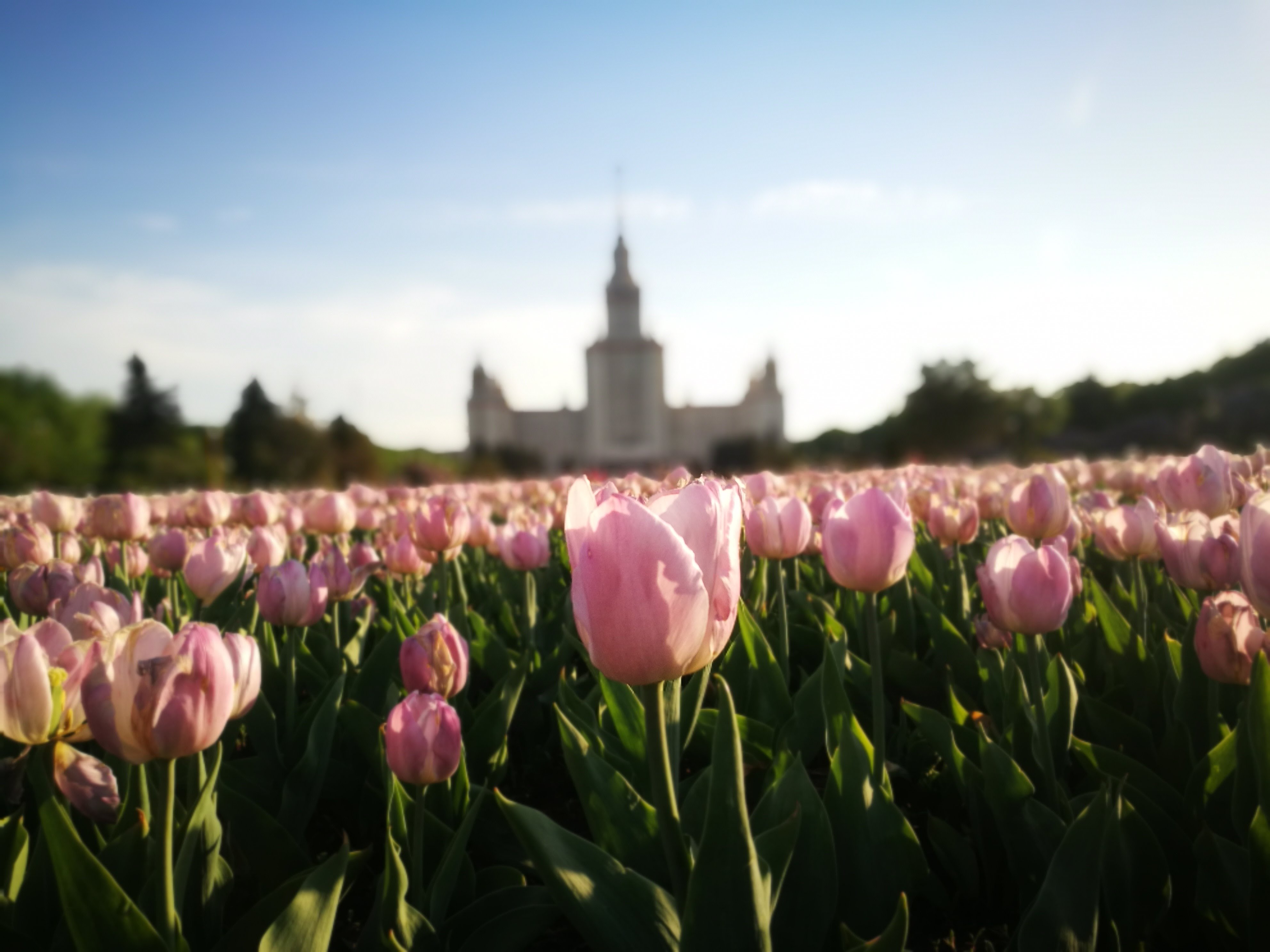 Pink coloured tulip in Moscow